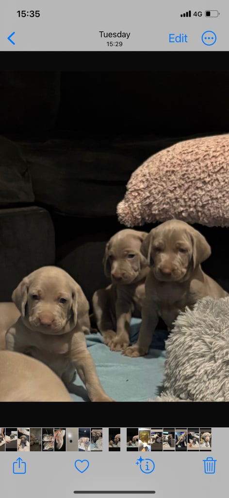 Weimaraner puppies KC registered 