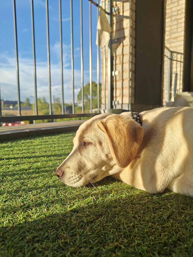 Beautiful Poppy 🐶 