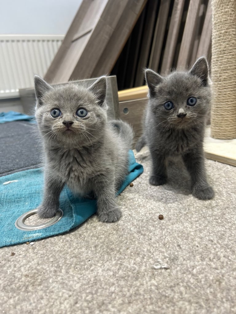 image for British short hair