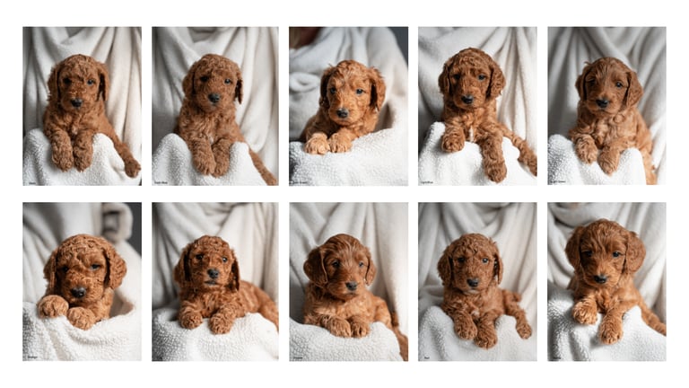 image for Golden doodles F1bb puppies hypoallergenic and malting
