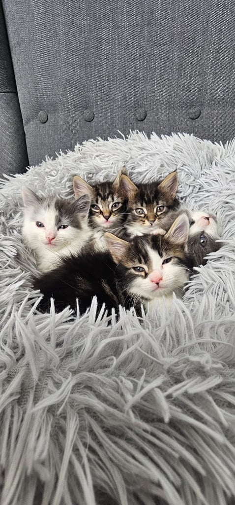 🐾 5 Adorable Fluffy Kittens Looking for Their Forever Homes 🐾  