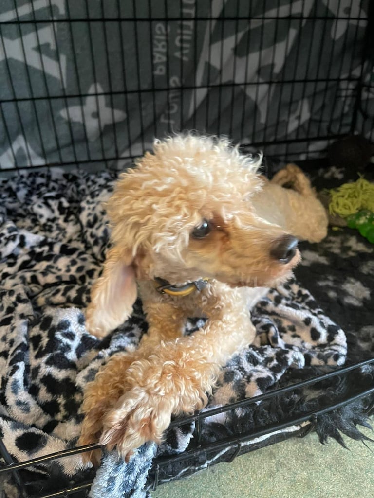 Miniature poodle male 