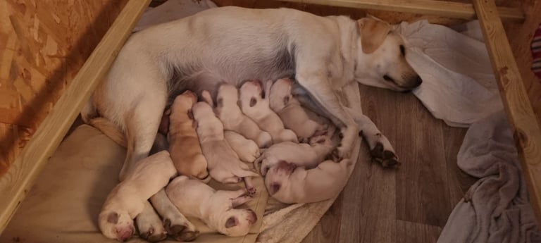 Double Doodle puppies looking for new homes 