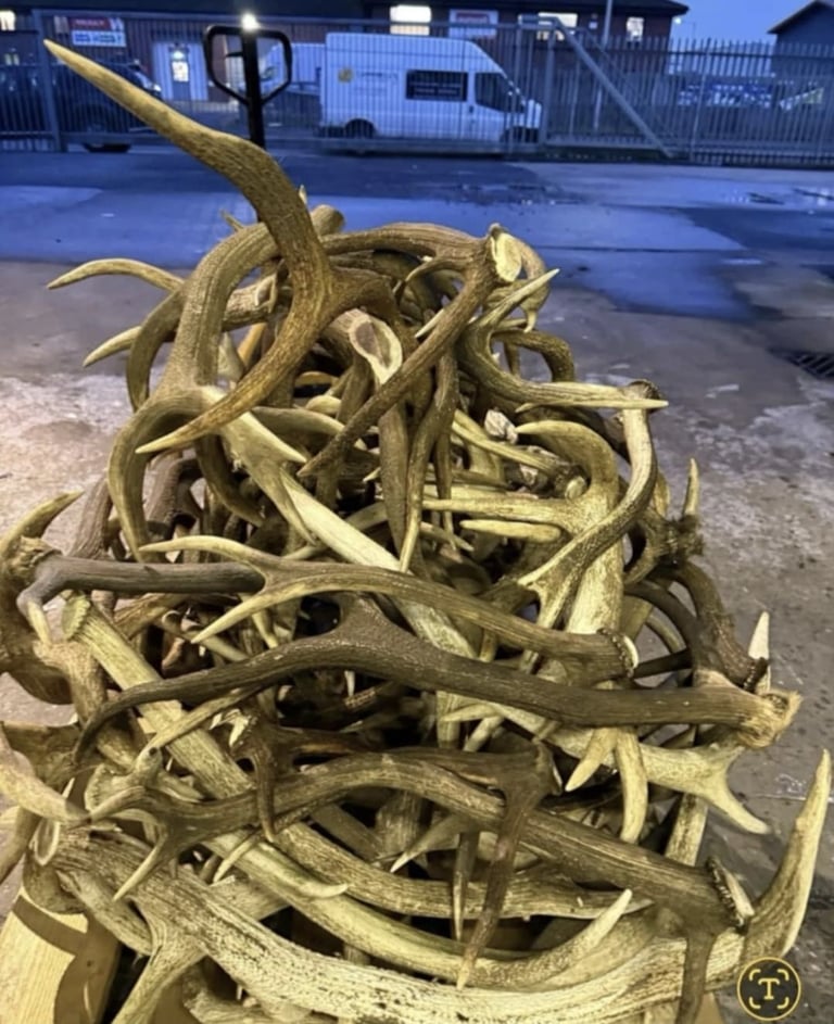 Antler 