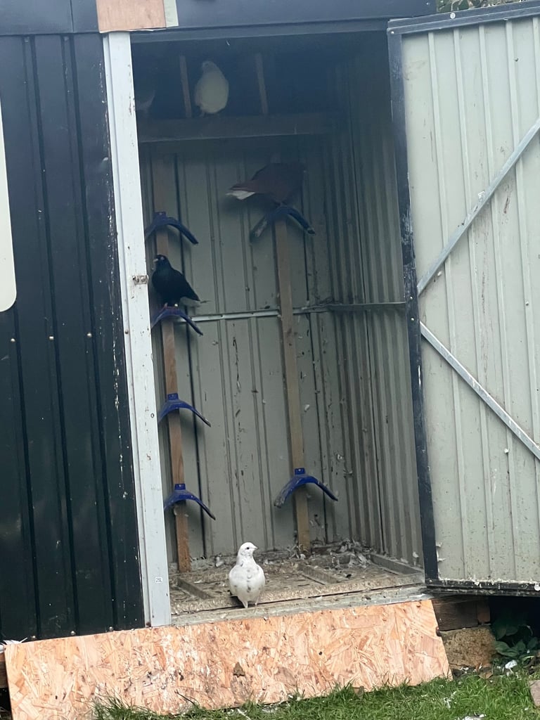 Pigeons