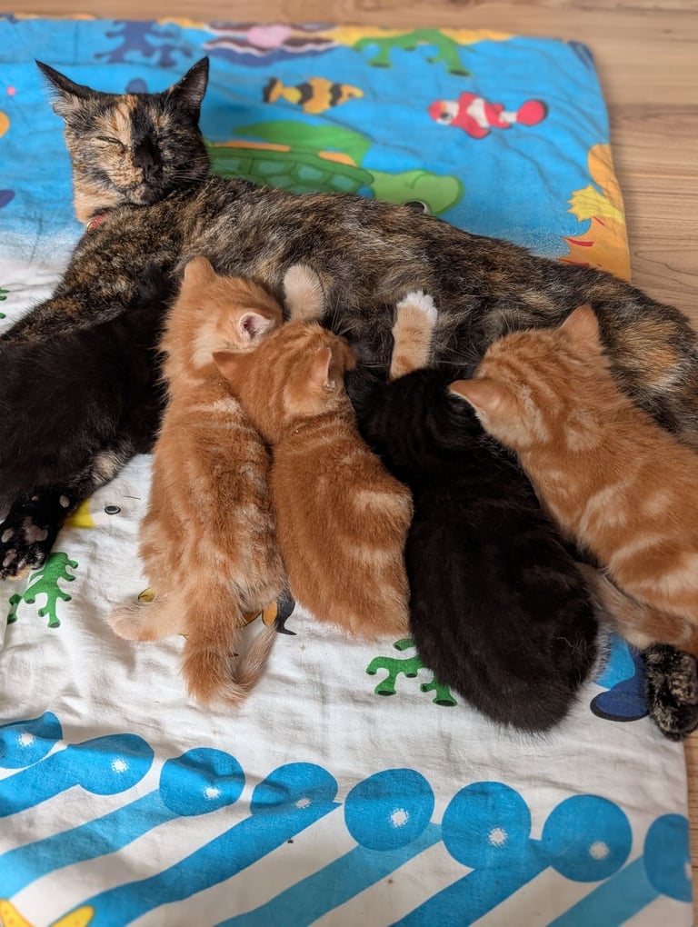 Adorable kittens looking for new homes