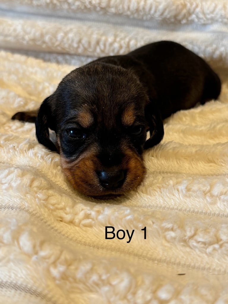 Stunning KC registered  wirehaired dachshund pups for sale 