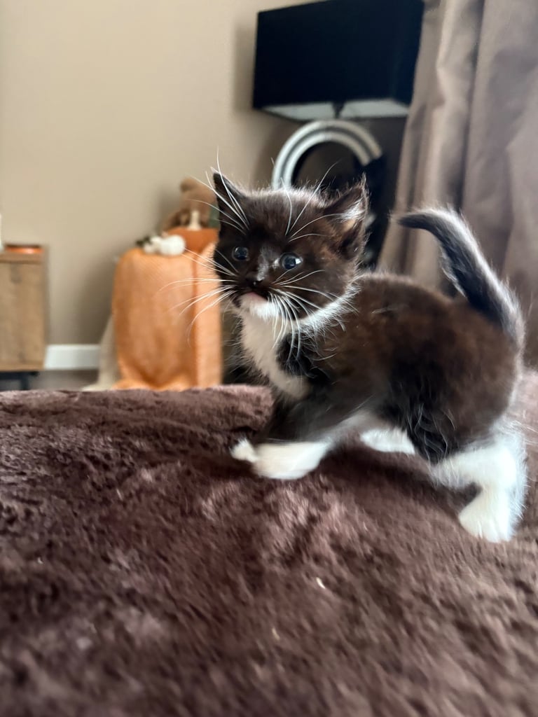 Beautiful Russian blue x British shorthair kittens 
