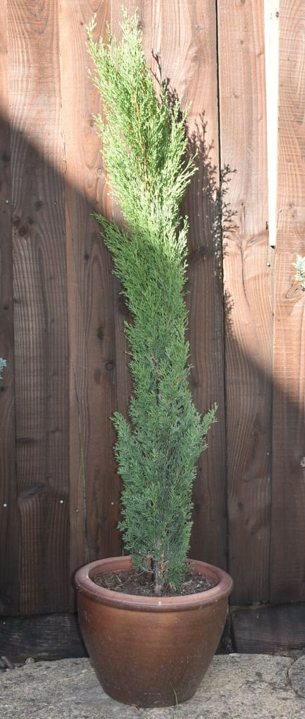 Tall Italian Cypress Tree with Pot Cupressus Sempervirens Evergreen 140cms 4ft 7 inches