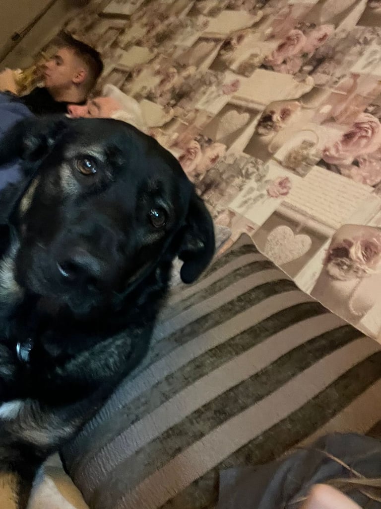 German shepherd x Caucasian 