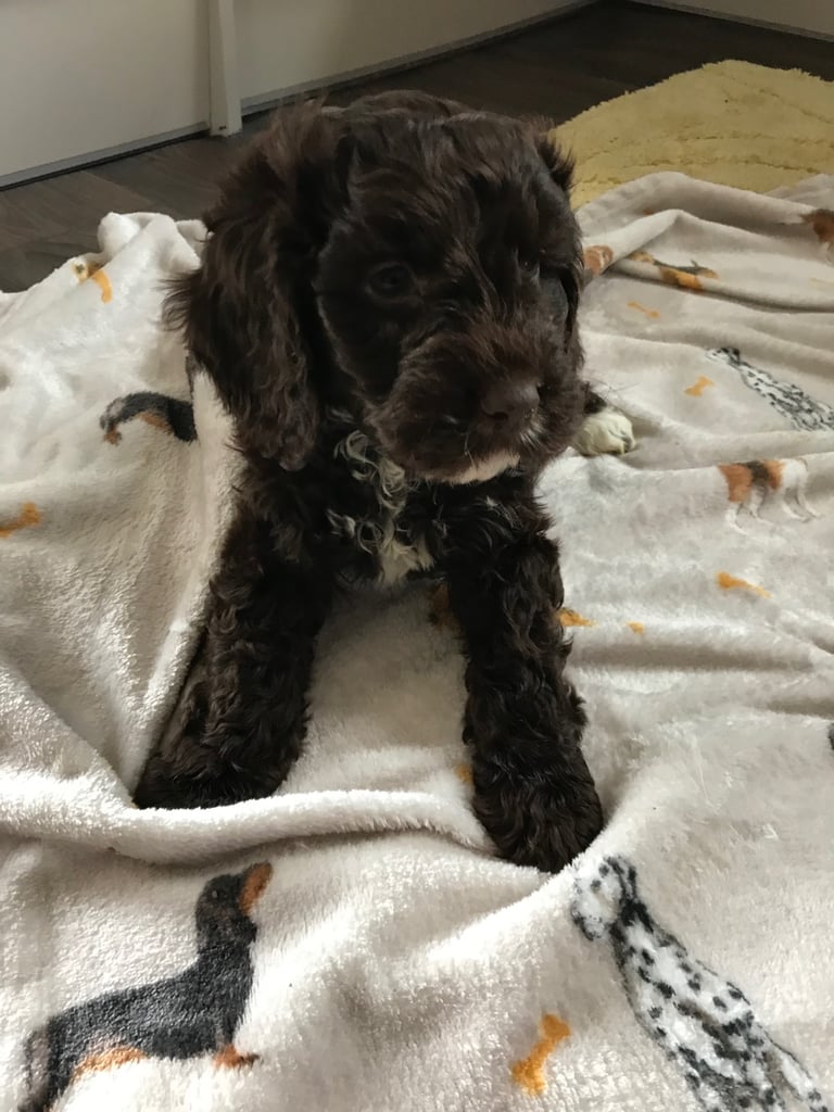 F1B cockapoo pups 