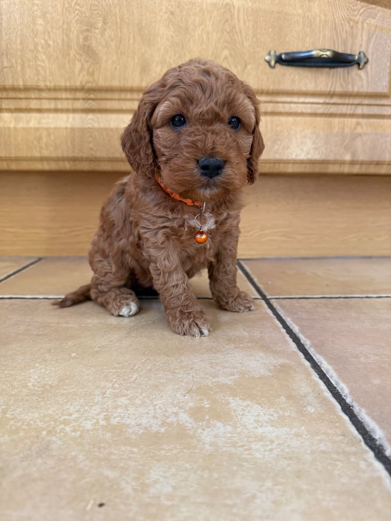 Cockapoo puppies 