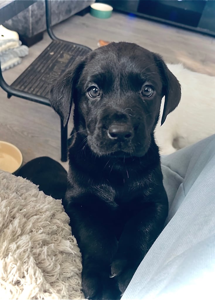 8 superb kc reg Labrador puppies ( 6 days and your pup can come home!!)—