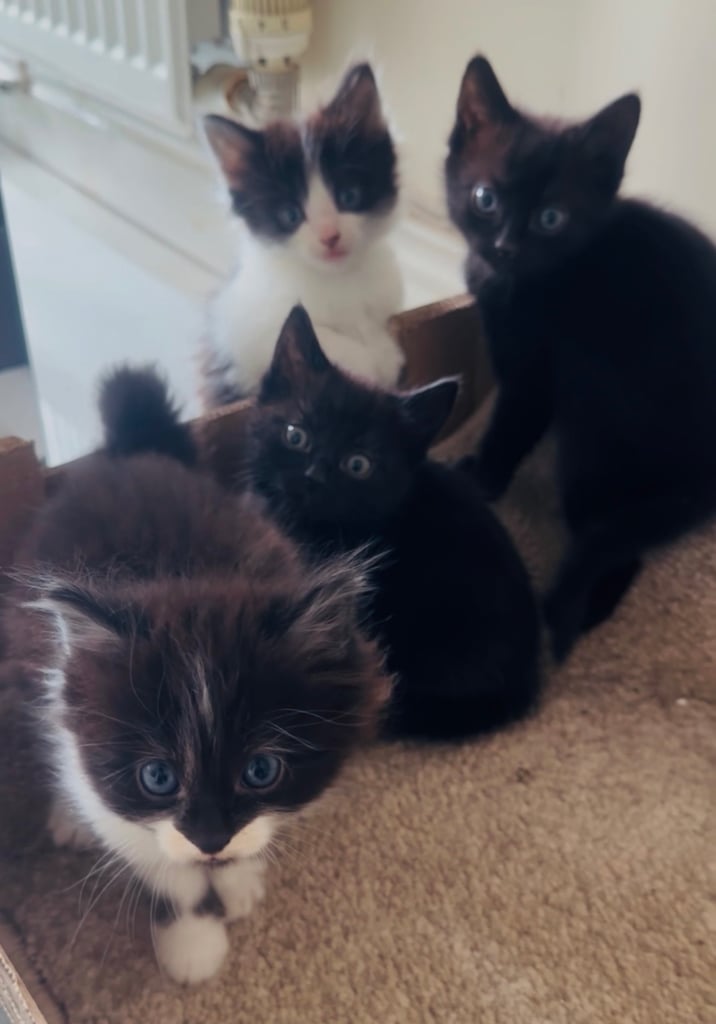 4 beautiful kittens ready to leave 