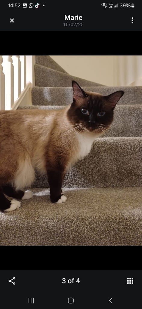 5 gorgeous ragdoll kittens 