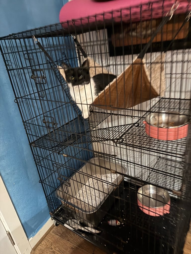 Tuxedo Cute cat for a good home due to travel