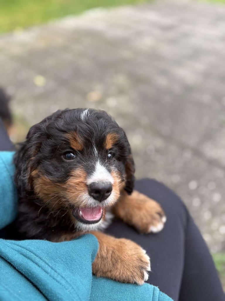 Bernedoodle pups