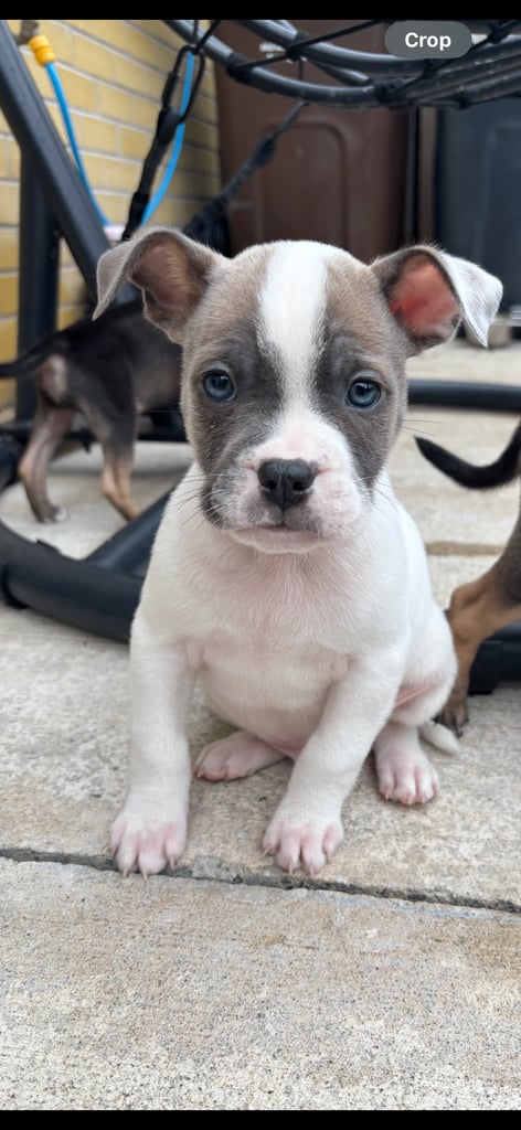 Bulldog/staffy mix 