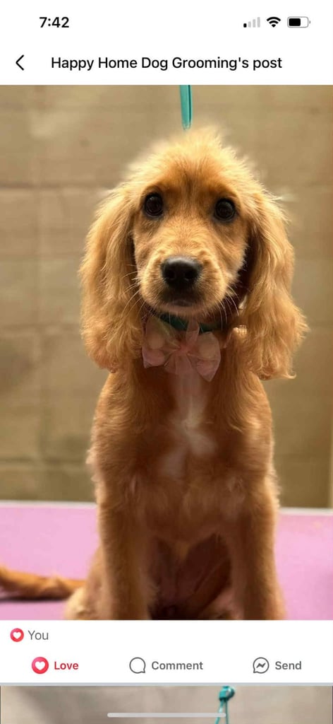 F2 Cockapoo 6 months old