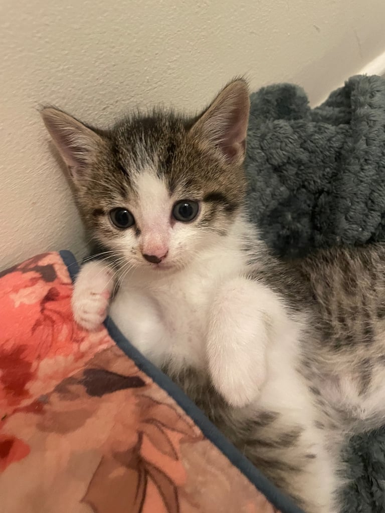 Cute tabby kittens, litter trained, male & female 