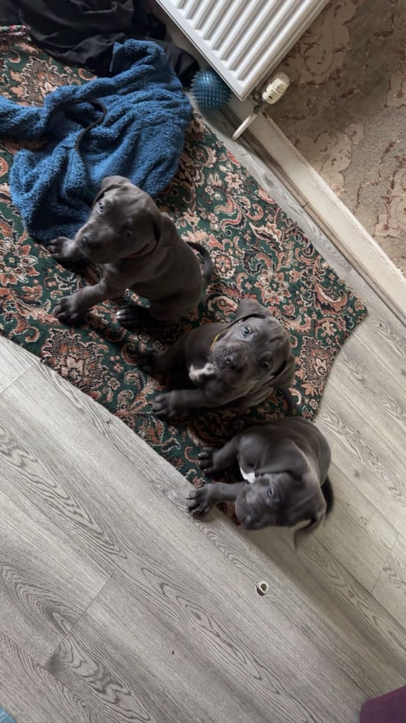 Cane corso  pups