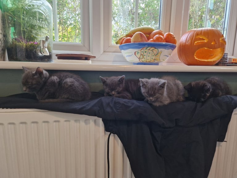 4 beautiful kittens READY NOW 