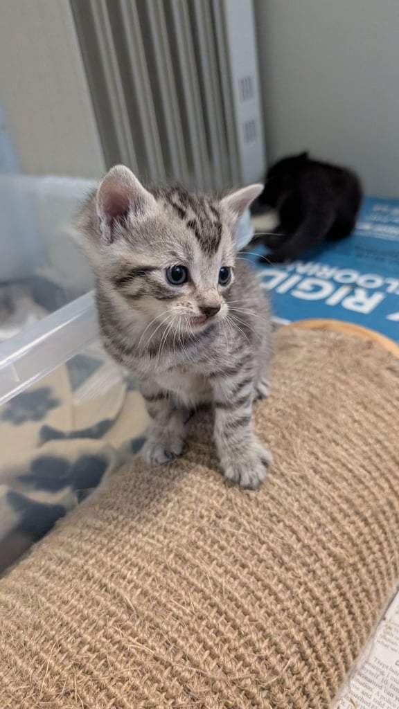 Kittens check description 