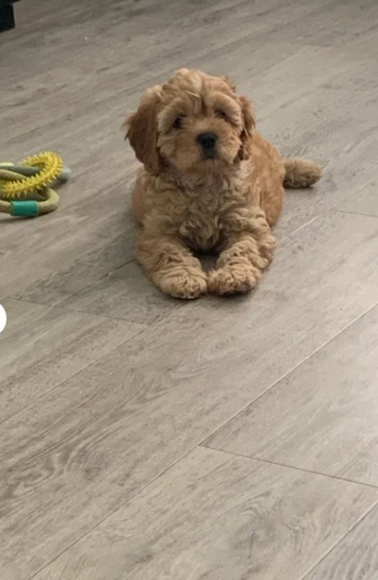 Cockapoo puppy 