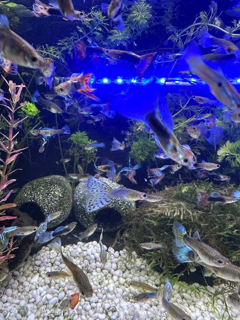 Aquarium Guppies