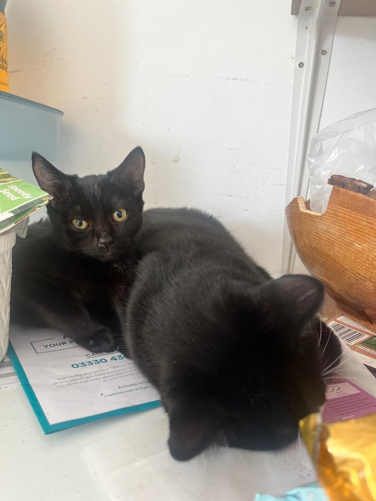 Kitten & cats for sale 