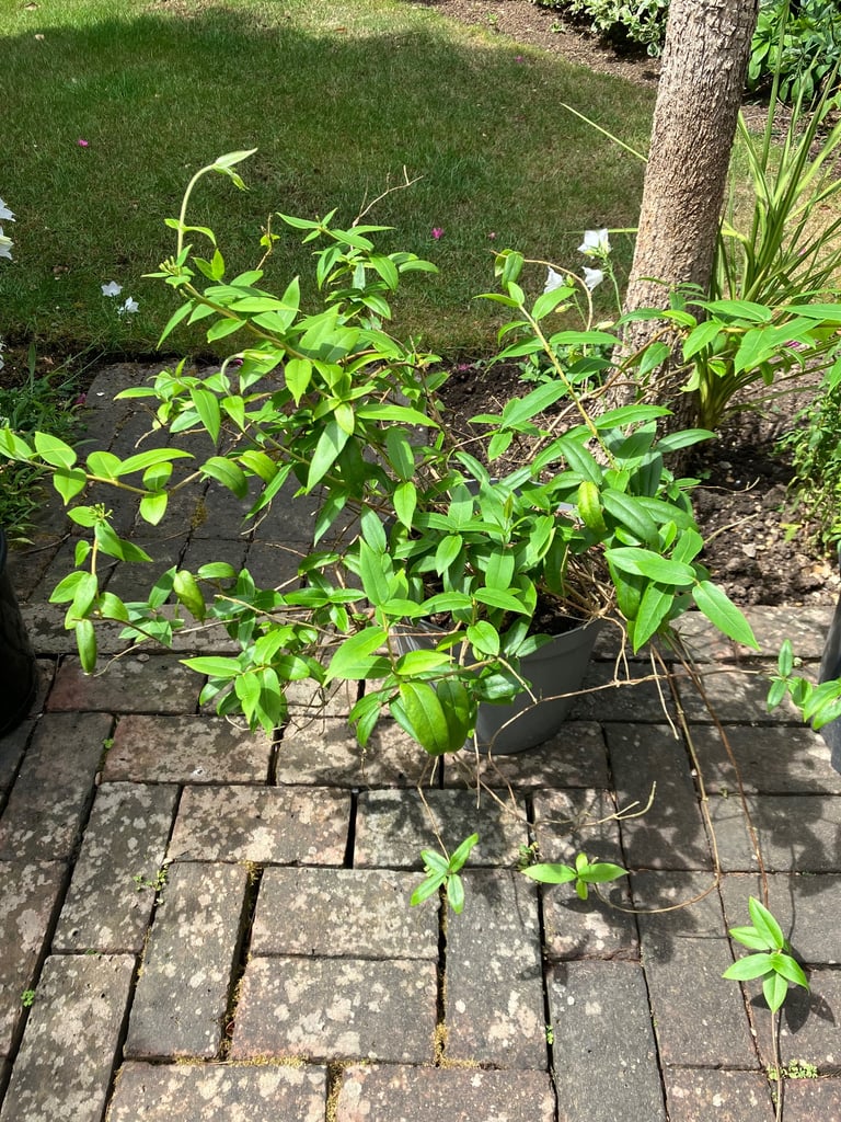 image for Large Honeysuckle plant. £30. Collect Fulham