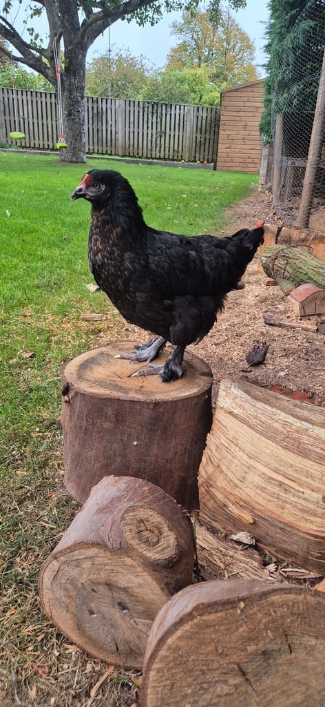 image for Point of lay chickens