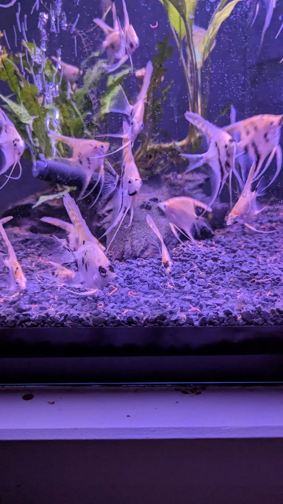 AngelFish
