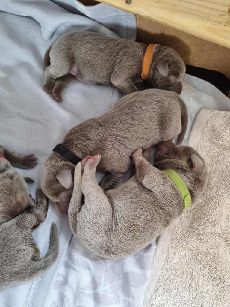 Silver labrador's KC