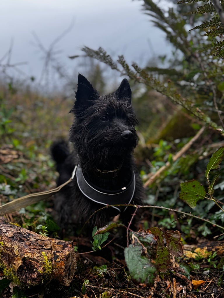 image for Dog needing rehomed