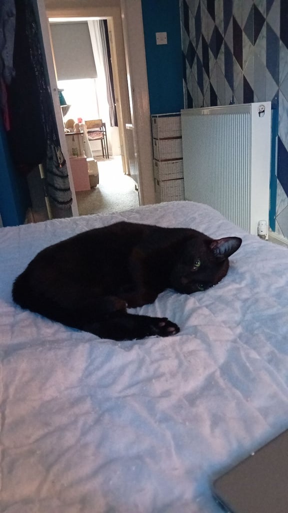 image for Cat for sale 