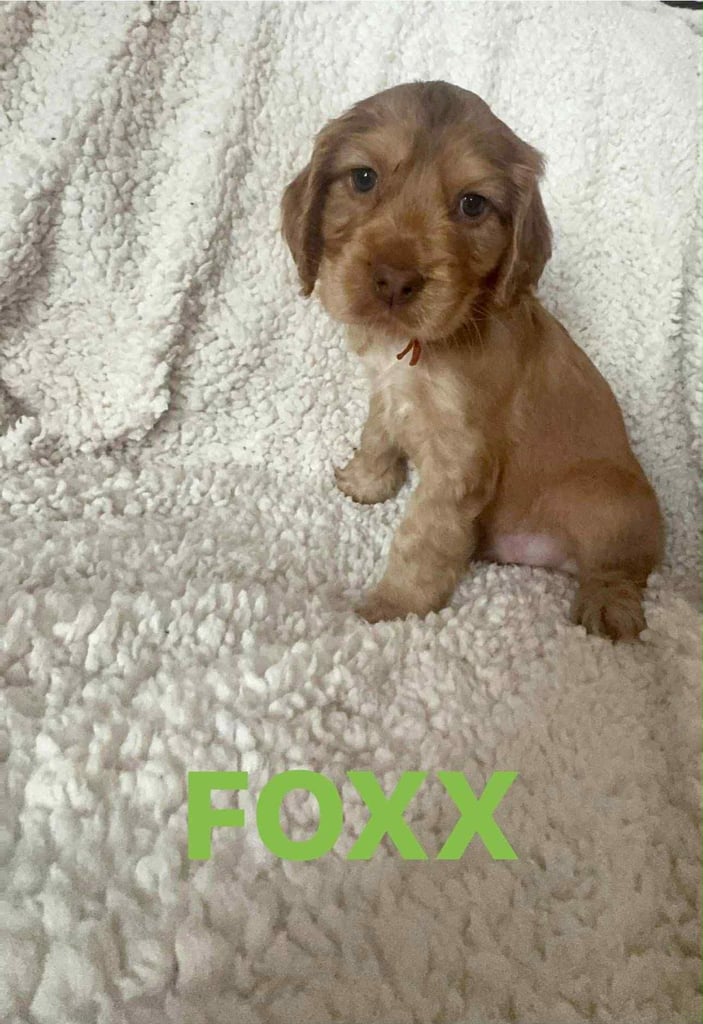 Show cocker Spaniels ready 4th November 