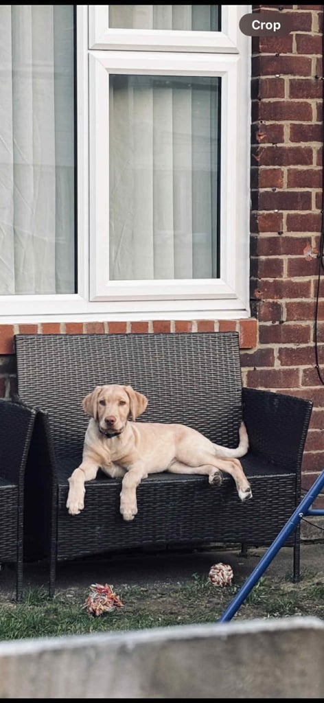 Male Labrador 9 month old 