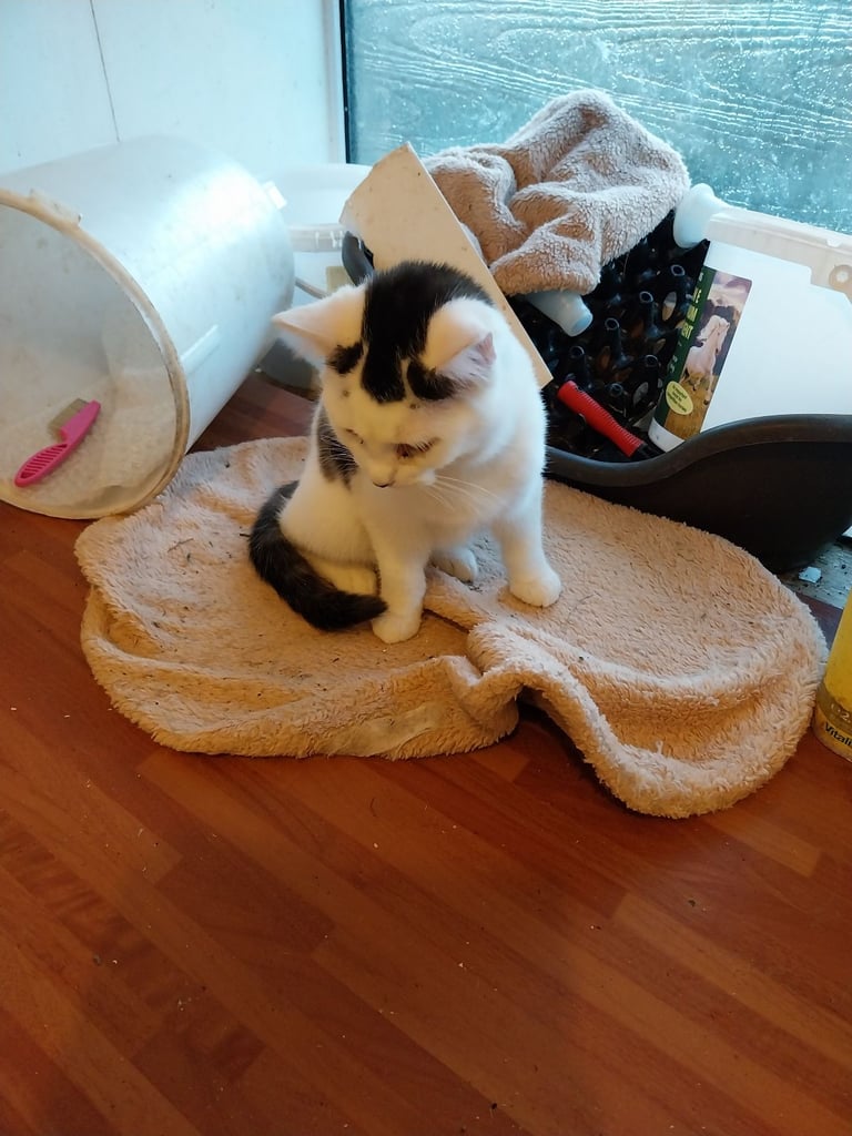 Kittens looking for homes