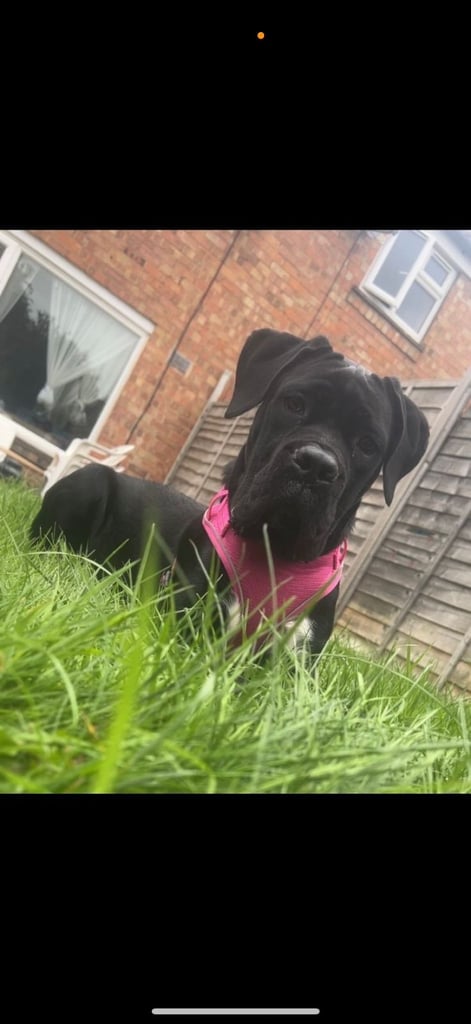 8 month old cane corso bitch