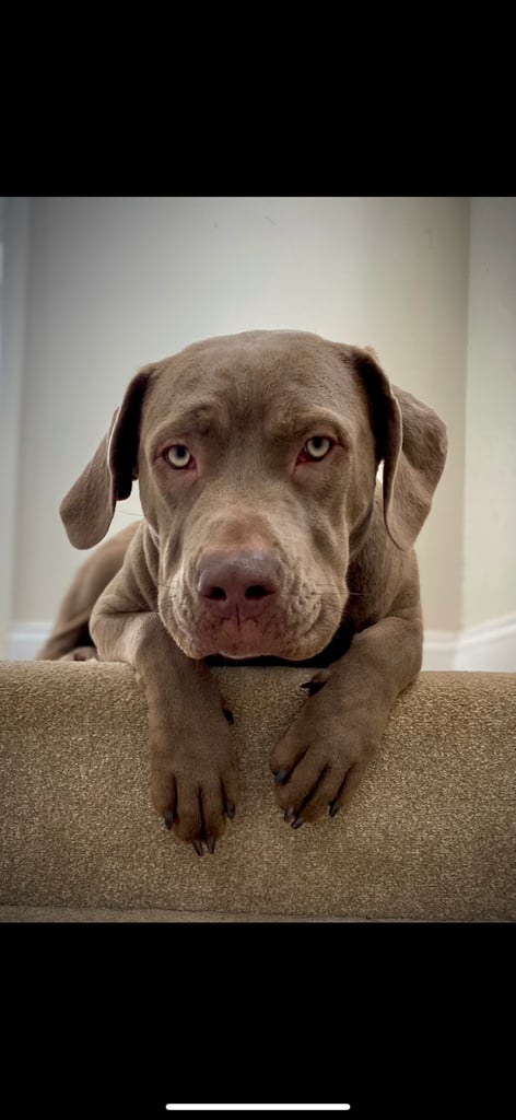 Beautiful 12-Week-Old Cane Corso Puppies Ready for Their New Homes