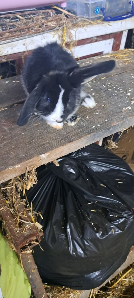 Baby mini lop bunnies 
