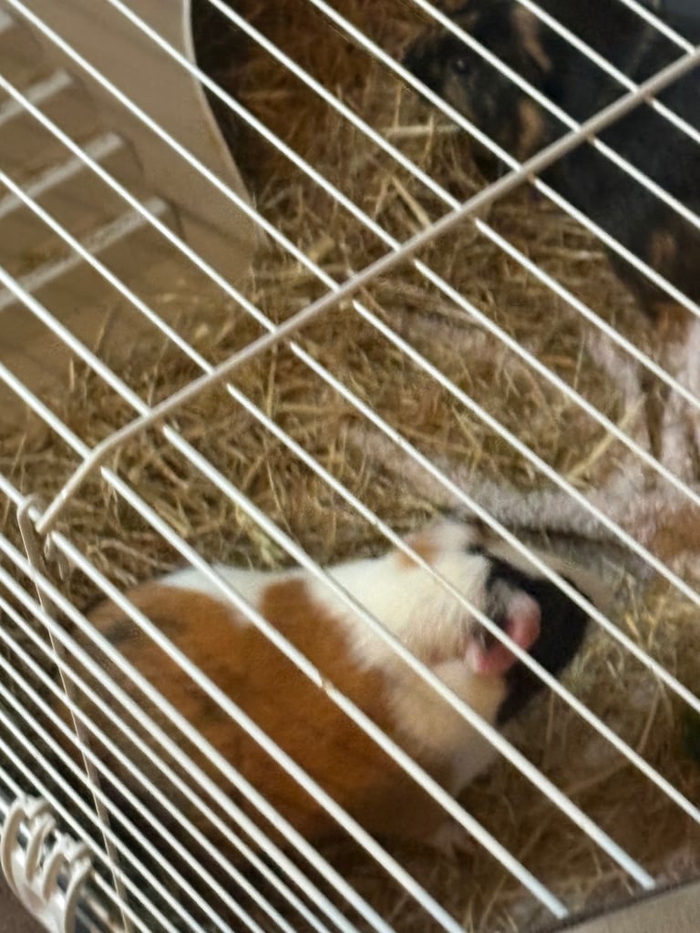 Guinea pigs for sale 
