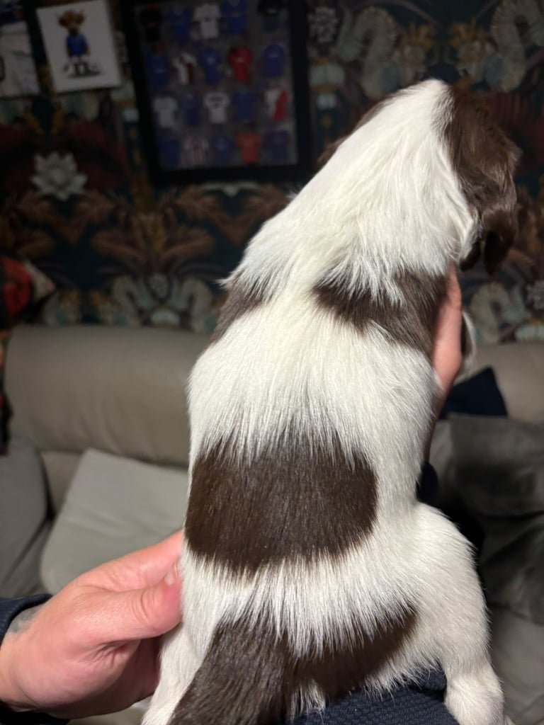 English springer spaniel pups