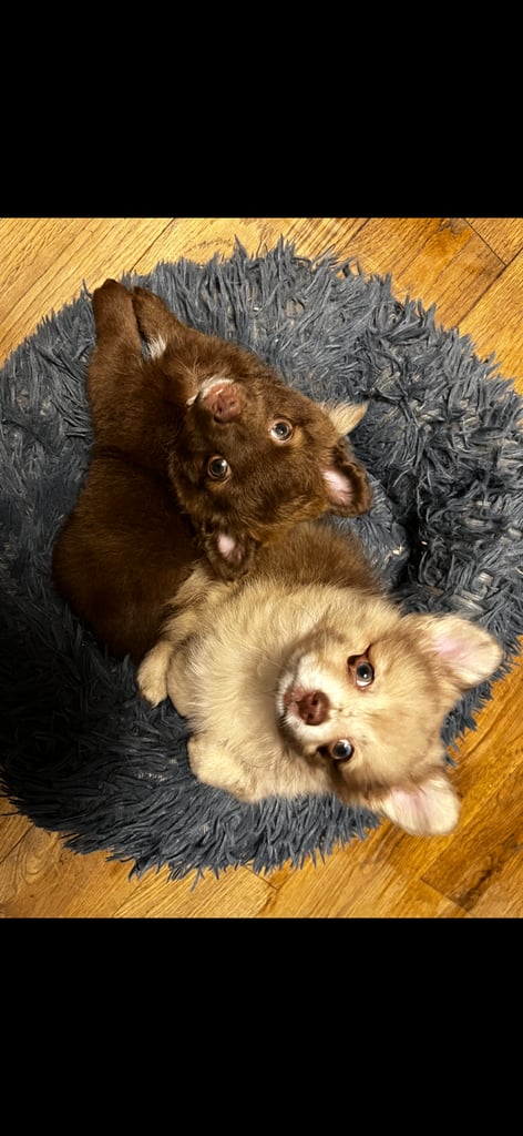 Gorgeous pomeranian puppies