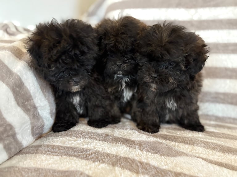 Shih Tzu x poodle 
