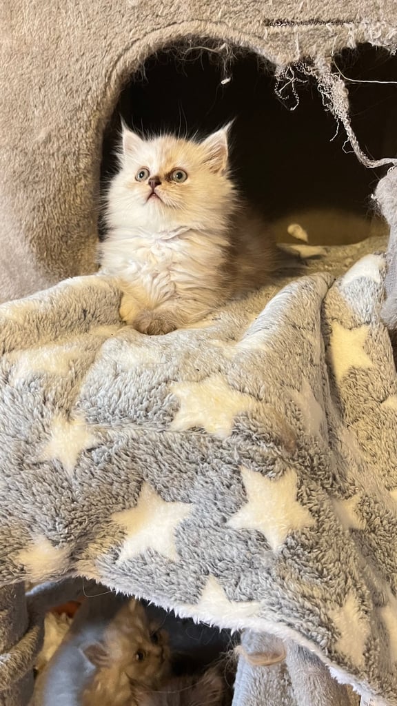 Ready to go Persian kittens 