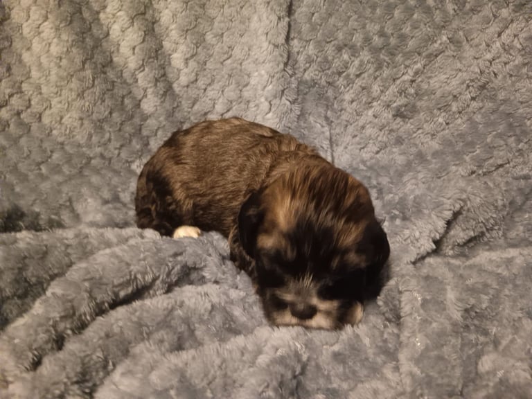 Beautiful dachshund cross cava-tzu for sale