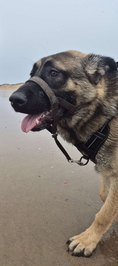 7 month caucasian shepherd cross mallinois male pup for sale.