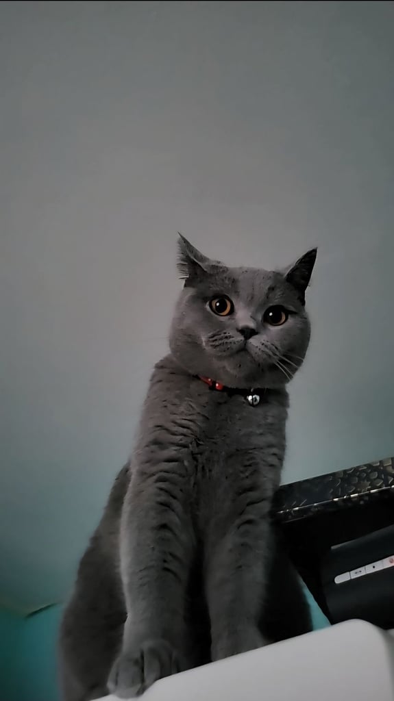 British Shorthair Kittens for sale - Pedigree Lilac and Blue